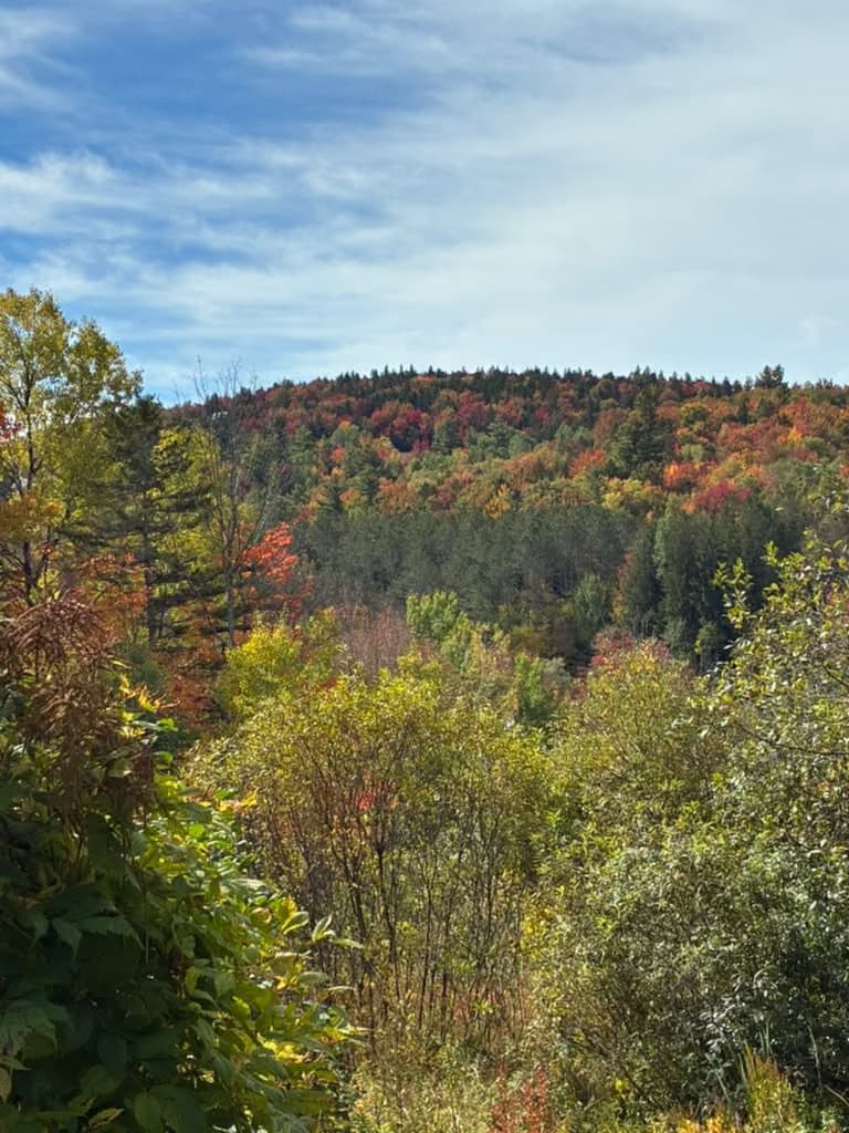 Fall foliage on the mountainside near Nina